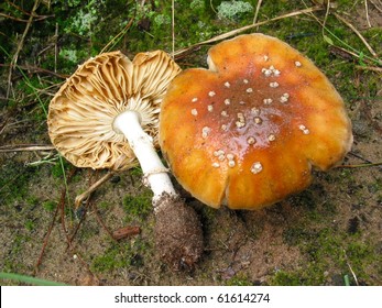 Amanita Pantherina