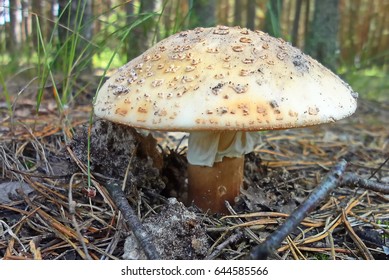 Amanita Pantherina