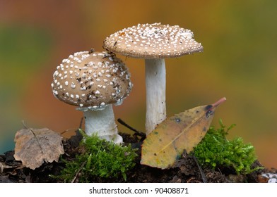 Amanita  Pantherina