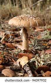 Amanita Pantherina.