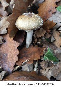 Amanita Pantherina, Belgrad Forest