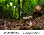 Amanita pantherina or panthercap mushroom growing in the forest groound.