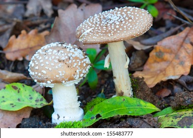 Amanita Pantherina.Mushroom Toxic