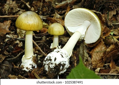 Amanita phalloides aha death cap poisonous mushroom