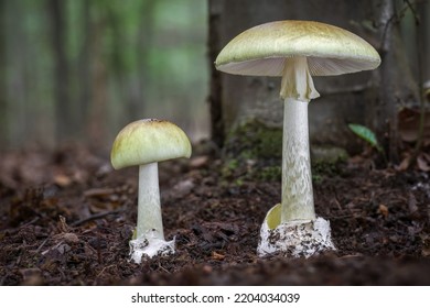 Amanita phalloides commonly known as death cap - deadly poisonous mushroom. Czech Republic, Europe