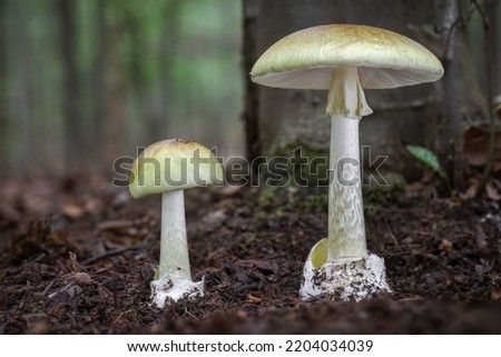 Amanita phalloides commonly known as death cap - deadly poisonous mushroom. Czech Republic, Europe