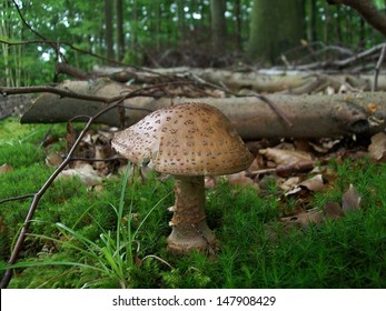 Amanita Rubescens