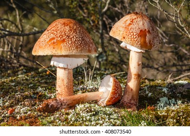 Amanita Rubescens.