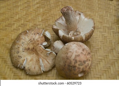 Amanita Rubescens