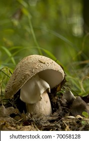 Amanita Rubescens