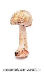 Amanita Rubescens Mushroom 