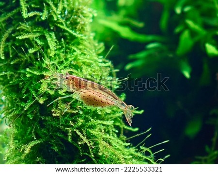 Amano shrimp (Caridina Multidentata) sits on the java moss in aquarium aquascape. Close-up shot.