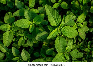Amaranth. Amaranthus retroflexus. Beautiful herbal abstract background nature. Annual herbaceous plant. Beautiful grass plant. texture dangerous weed agriculture Red root amaranth pigweed
