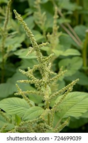 Amaranth (Amaranthus Viridis)