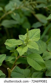 Amaranth (Amaranthus Viridis)