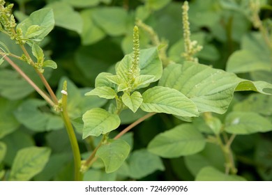 Amaranth (Amaranthus Viridis)