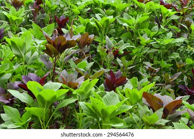 Amaranth Field