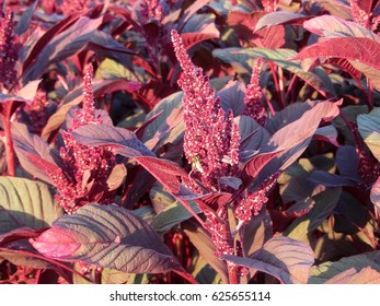 Amaranth Field.