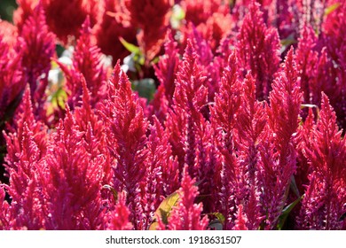 A Amaranth Field. Colorful Flowers Back Ground