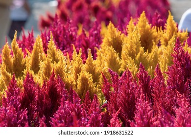 A Amaranth Field. Colorful Flowers Back Ground