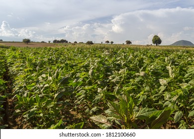 Amaranth Field In Sunset Whit Blue Sky