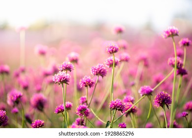 Amaranth flower field with sunny filter