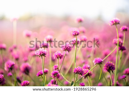 Amaranth flower field with sunny filter