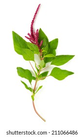 Amaranth Flower Isolated On White