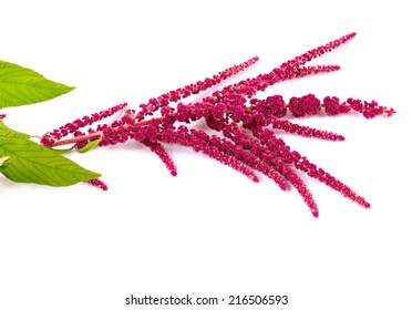 Amaranth Flower Isolated On White