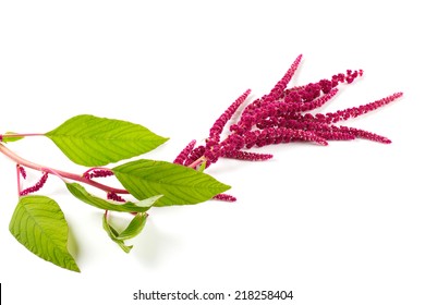 Amaranth Flower Isolated On White