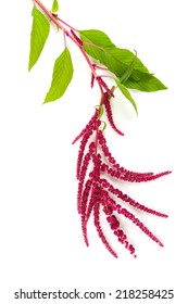 Amaranth Flower Isolated On White