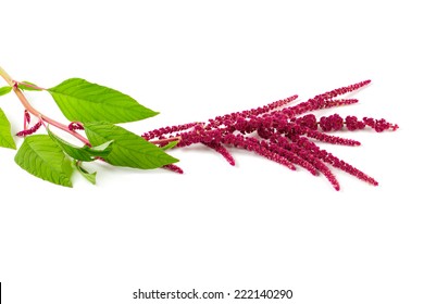 Amaranth Flower Isolated On White