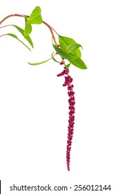 Amaranth Flower Isolated On White