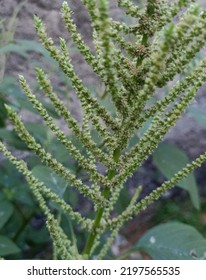 Amaranth Growing In The Front Yard