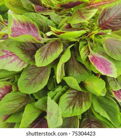 Amaranth Leaves