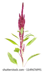 Amaranth Plant Isolated On White Background