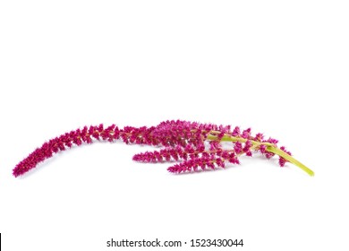 Amaranth Plant Isolated On White Background