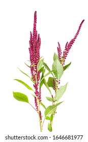 Amaranth Plant Isolated On White Background