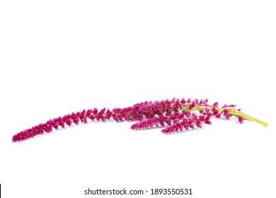 Amaranth Plant Isolated On White Background