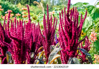 The Amaranth Plant In The Park In Summer.