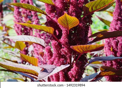 Amaranth Plants On The Field On A Sunny Day