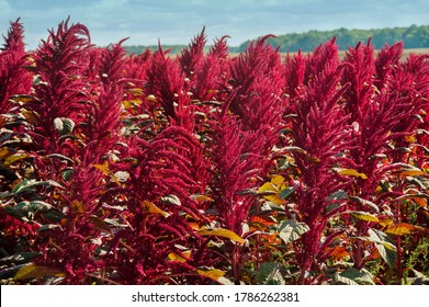 Amaranth Red Plants Field On Background Of Distant Green Forest Under Cloudy Dark Blue Sky, Agriculture, Harvest And Farming Concept.