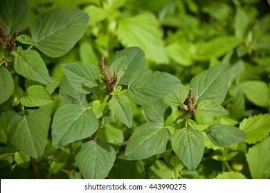 19,285 Green amaranth Images, Stock Photos & Vectors | Shutterstock