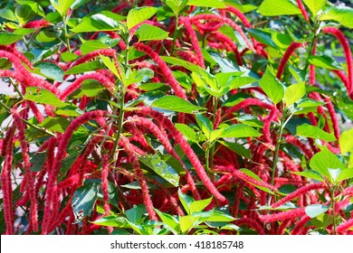 Amaranthus Caudatus Flowers