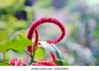 Amaranthus Caudatus Flowers