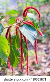 Amaranthus Caudatus Flowers