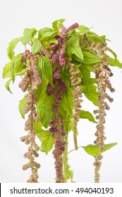 Amaranthus Caudatus Mira