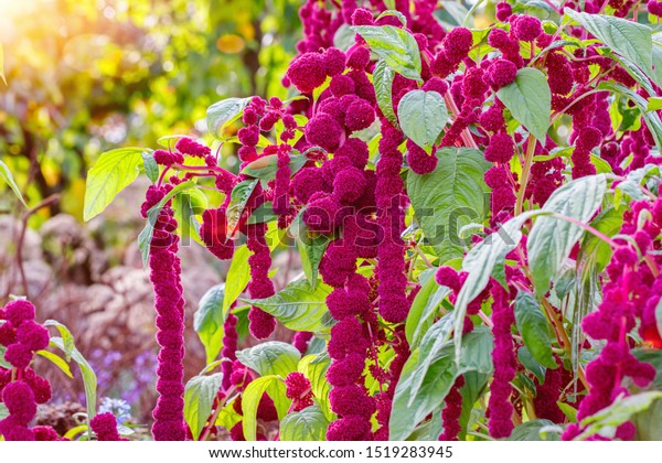 Amaranthus caudatus Pony Tails  flowers, close up.\
Decorative unusual red purple plants in garden. Long tassels of\
crimson flowers which hang\
down