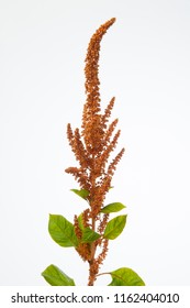 Amaranthus Cruentus Hot Biscuits