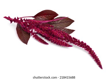 Amaranthus Isolated.